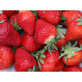 Fraise clery 500gr
